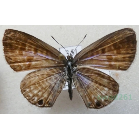 Leptotes marina (Reakirt, 1868) male USA35l